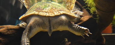 turtle butt